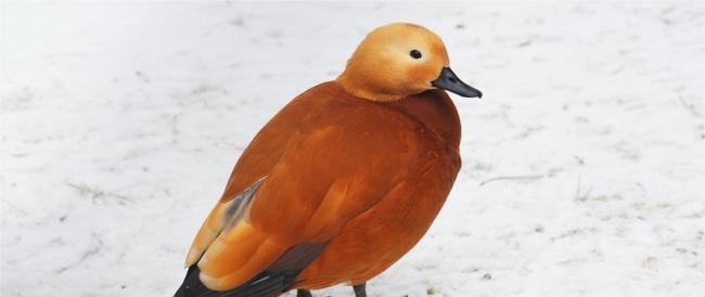 Wintering of birds off the Turkmen coast of the Caspian Sea